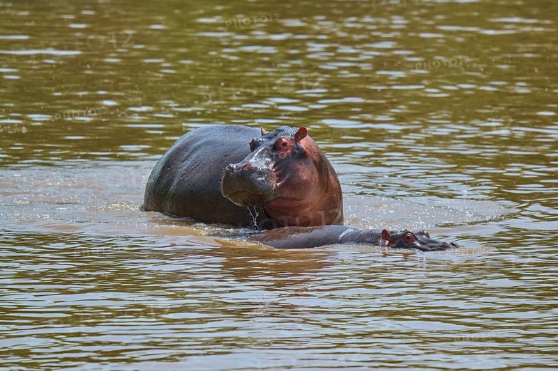 A hippopotamus swims in the river, surrounded by greenish water, hippopotamus (Hippopotamus amphibius), Masai Mara National Reserve, Narok County, Kenya