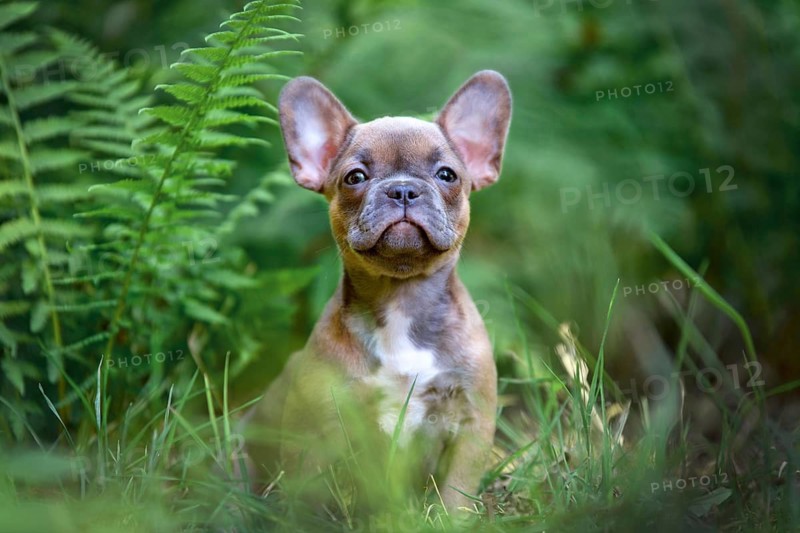 Adorable blue sable French Bulldog dog puppy in forest nature
