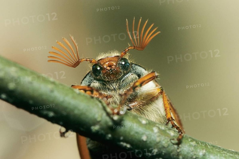 Animals, insects, cockchafers (Melolontha melolontha) crawling on fresh oak leaves, Germany