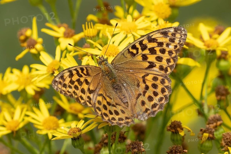 Silver-washed fritillary butterfly (Argynnis paphia) resting on bright yellow flowers in Sussex, UK