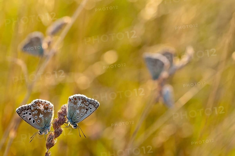 Lysandra coridon, polyommatus coridon, silverblue, silvergreen blue, butterfly, chalkhill blue, insects, sleep, sleeping community, butterfly, sleep, butterflies