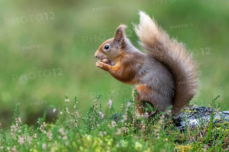 Squirrel (Sciurus vulgaris), Aviemore, Scotland, United Kingdom
