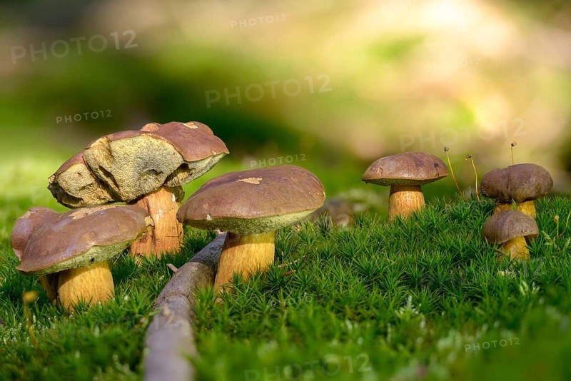 Bay bolete, blue mushroom, boletus badius, brown bonnet, browncap, grass mushroom, Imleria Badia, chestnut bolete, small porcini mushroom, Mary mushroom, chestnut bolete, sheep sponge, narrow mushroom, pine mushroom, Xerocomus badius, fungi, fungus, mushrooms