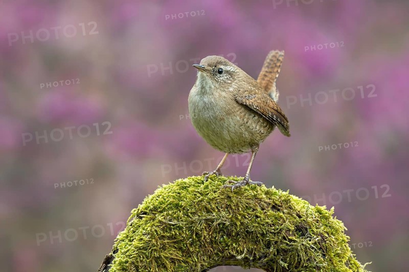 Wren (Troglodytes troglodytes), perched on a moss-covered root, Schwaz, Tyrol, Austria