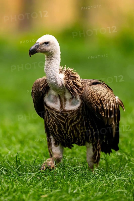 Griffon Vultures (Gyps fulvus) walking on a meadow in spring, bavaria, Germany
