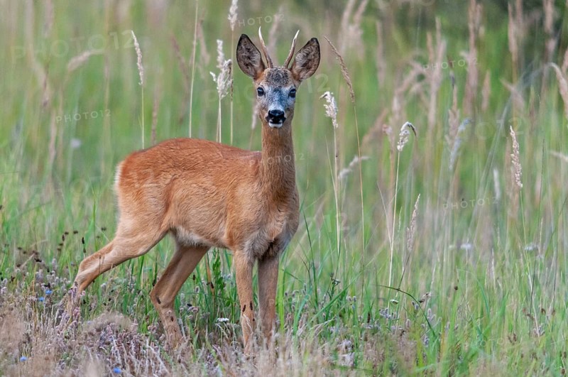 2009, artiodactyla, Brandenburg, Capreolus capreolus, even-töd ungulate, Germany, national natural heritage, natural paradise Grünhaus, cloven-hoofed deer, roe deer, post-mining landscape, green house, male, mammals, males, mammals, mammals
