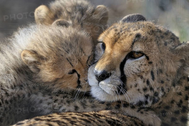 Cheetah, Acinonyx JubatusCheetah, Acinonyx Jubatus, Cub with Mother, Captive