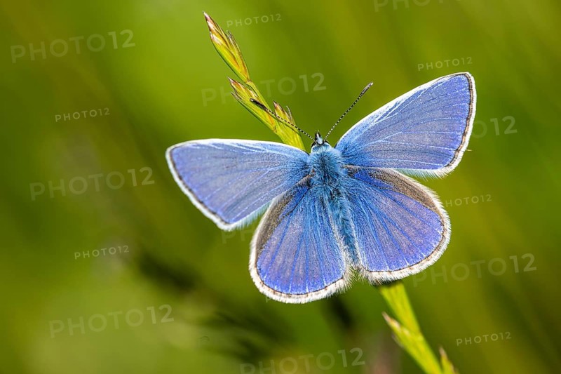 Common Blue (Polyommatus icarus), Fischland, Darss, Zingst, Zingst, Mecklenburg-Western Pomerania, Germany