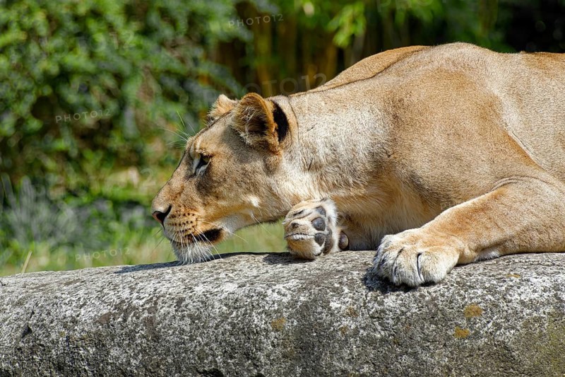 Animal portrait: African lion (Panthera leo), cat, big cat, predator, alert gaze, lying in wait, captive, found in savannahs and semi-deserts