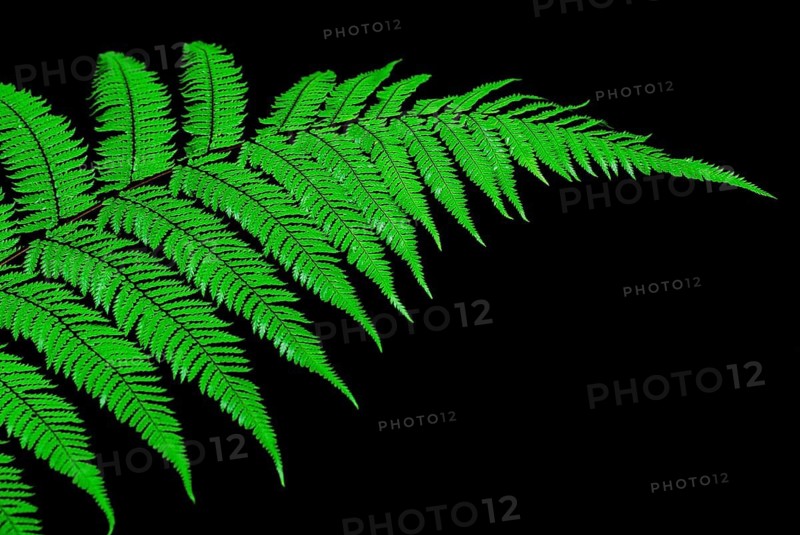 Fern Branch, Westland National Park, World Heritage Site South West New Zealand, West Coast, South Island New Zealand, February 2007, Westland National Park, South Island, New Zealand
