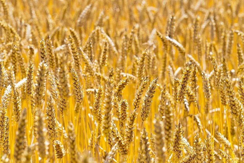 Wheat field in front of harvest, wheat, ears, cornfield, food, Austria