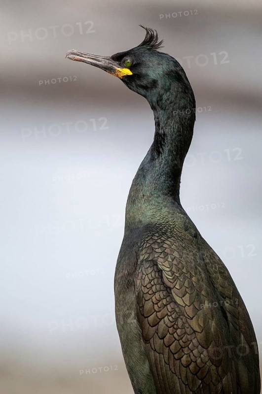 Common Shag, European Shag, Gulosus Aristotelis, Crow Shard, Norway, Phalacrocorax Aristotelis, Varanger, Birds, High Size, Portrait Format, Pelecaniforms, Ropedes, Birds, Waterbirds