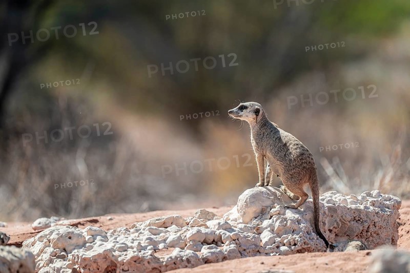 Meerkat (Suricatta suricata), Kgalagadi Transfrontier Park, Northern Cape, South Africa