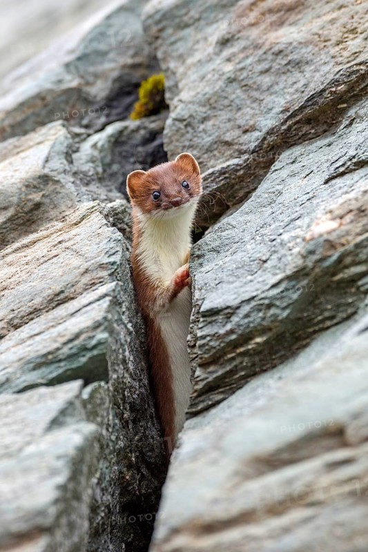 Animals, mammals, stoat standing upright (Mustela erminea), South Tyrol, Italy, South Tyrol, the Alps, Italy