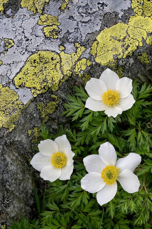 Alpine pasque flower (Pulsatilla alpina), Rauris, Salzburg, Austria