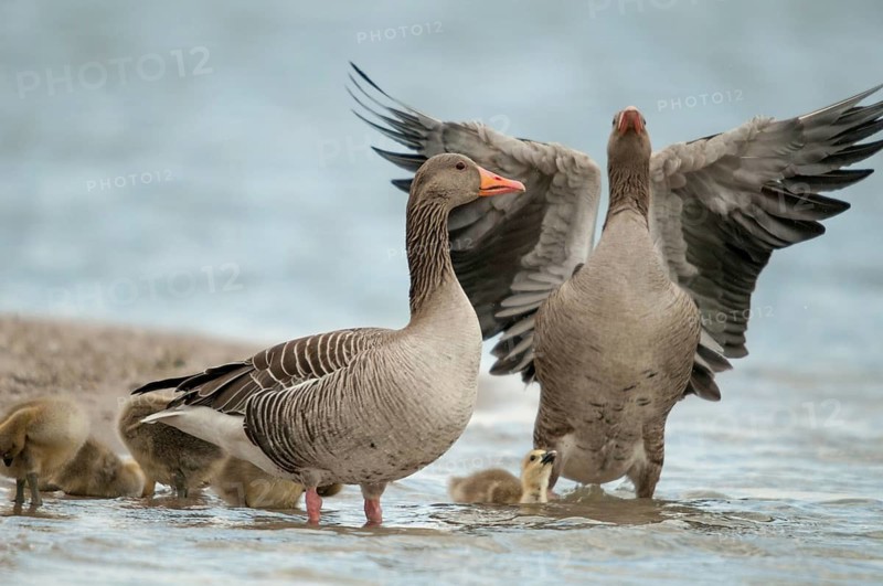 Anser Anser, Greylag or Graylag Goose, Grelag Goose, Anatidae, Birds, Duckbirds, Goose, Geese, Adolescent, Young, Juvenile, Birds, Waterbirds