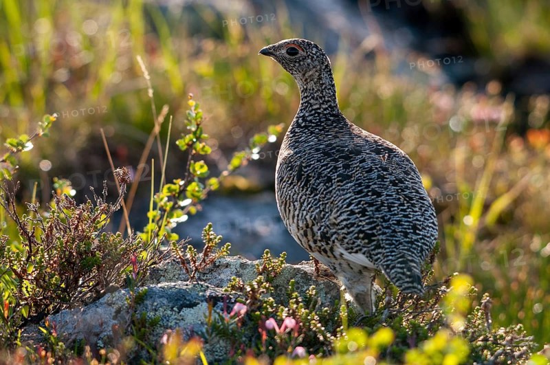 Alpine ptarmigan, Finland, Lagopus muta, Lagopus mutus, Ptarmigan, Birds, Chickens, Female, Galliformes, Chicken, Chicken birds, Roughfoods, Rock Ptarmigan, Tetraonidae, birds