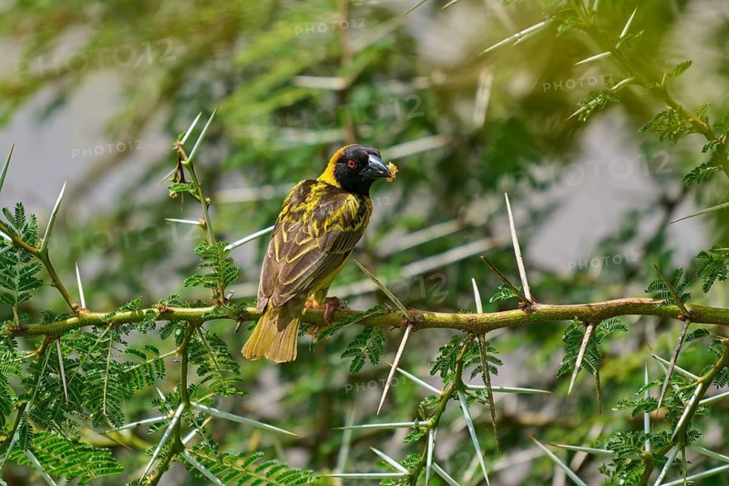 A colourful bird perched on a thorny branch, surrounded by green vegetation: the Village Weaver, Textor's Weaver (Ploceus cucullatus), Masai Mara National Reserve, Narok County, Kenya