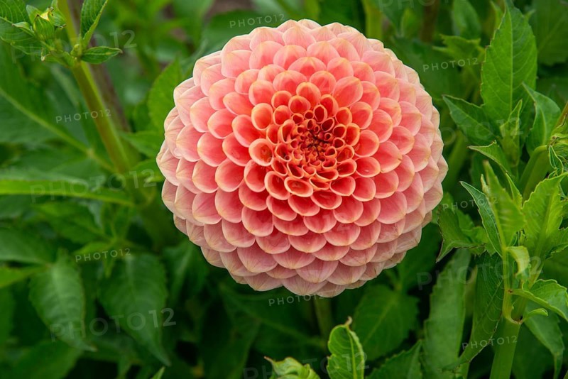 Flowering Dahlias (Dahlia), variety 20th Avenue Softer Peach in the Dahlia Farm in Löderup, Ystad municipality, Skåne County, Sweden, Scandinavia