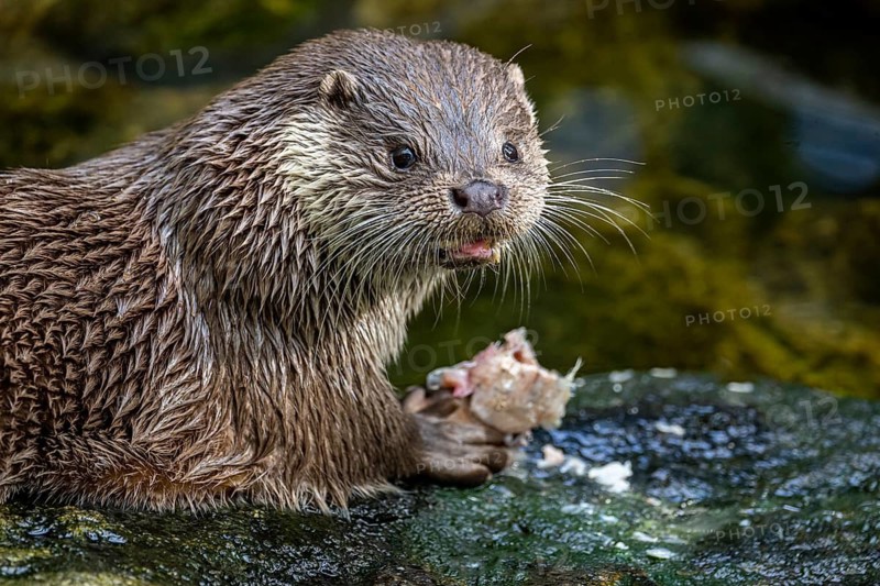 Eurasian otter (Lutra lutra), Lüneburg Heath, Lower Saxony, Germany