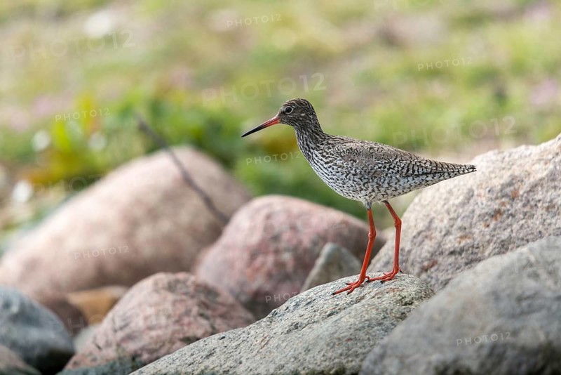 Redshank, redshank, tringa totanus, birds, charadriiformes, limikolen, snipe birds, scolopacidae, birds, waders, waders