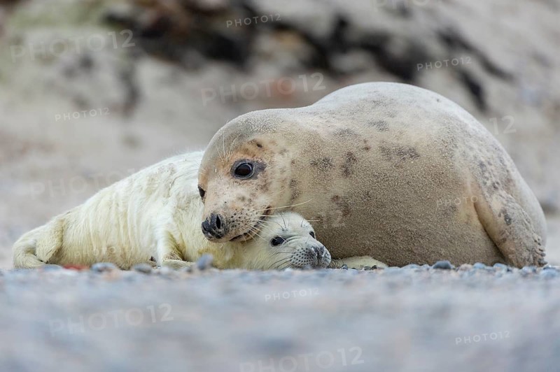 Grey seal (Halichoerus grypus), young seal with its mother, Nordesee, Heligoland, Schleswig-Holstein, Germany