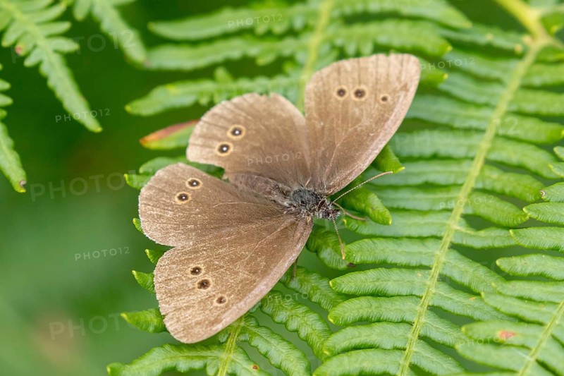 Ringlet butterfly (Aphantopus hyperantus) resting on a fern leaf in Sussex, UK