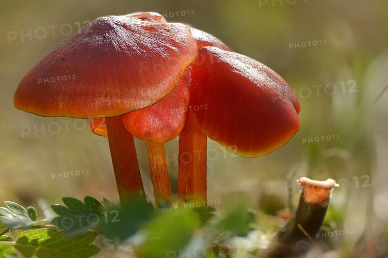 Hygrocybe conica, hygrocybe conica agg, conical sapling, blackening sapling, blackening waxcap, conical slimy cap, conical wax cap, fungi, mushrooms, witch's hat