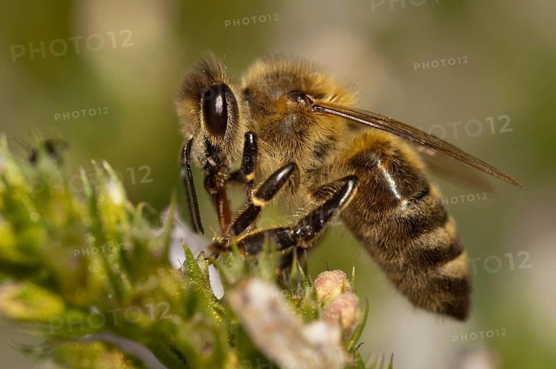Apidae, apis mellifera, bees, European honey bee, European honeybee, hymenoptera, western honey bee, honey bee, honey bee, honeybee, insects, wild bees