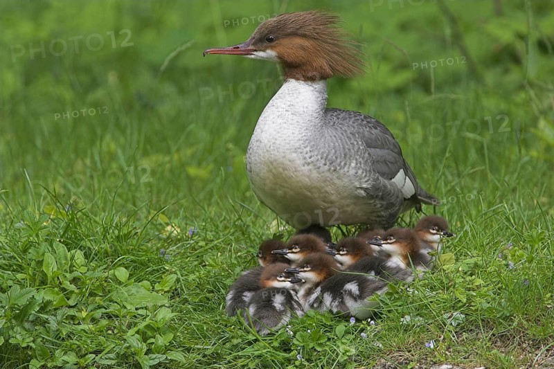 Animals, birds, a goosander with its chicks out for a walk (Mergus merganser)