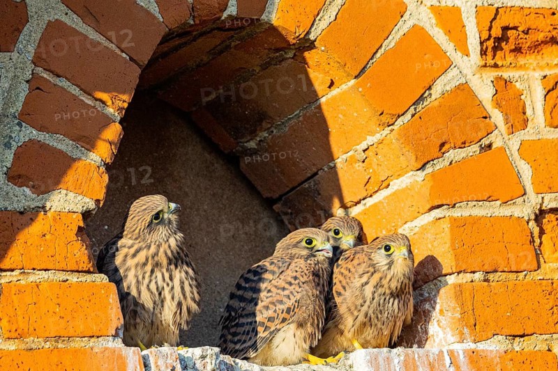 Kestrel (Falco tinnunculus) – Young kestrels in the nest – German