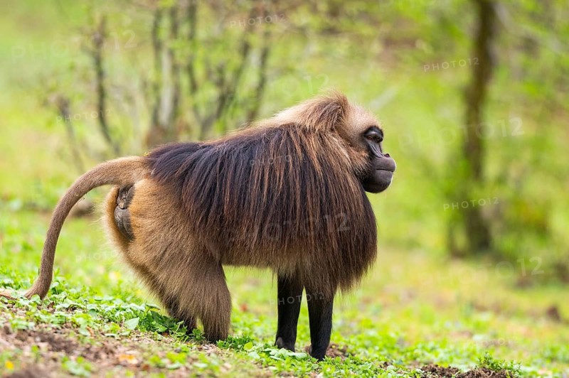 Gelada (Theropithecus gelada) male standing on a meadow, captive, distribution africa