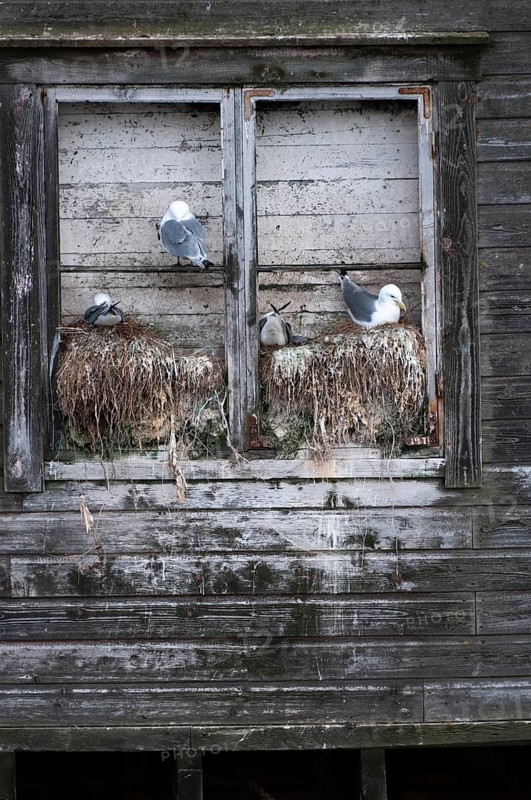 Black-legged Kittiwake, Black-legged Kittiwake, Norway, Rissa Tridactyla, Varanger, Birds, Breed, Brut, Breeding Colony, Charadriiformes, Gulls, High Size, Portrait, Colony, Limikolen, Seagulls, Nest, Birds