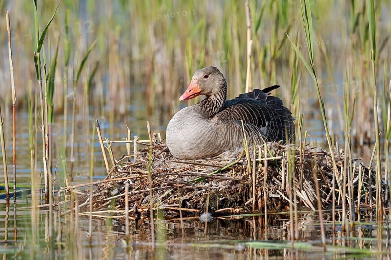A greylag goose (Anser anser) sitting on its nest, North Rhine-Westphalia, Germany