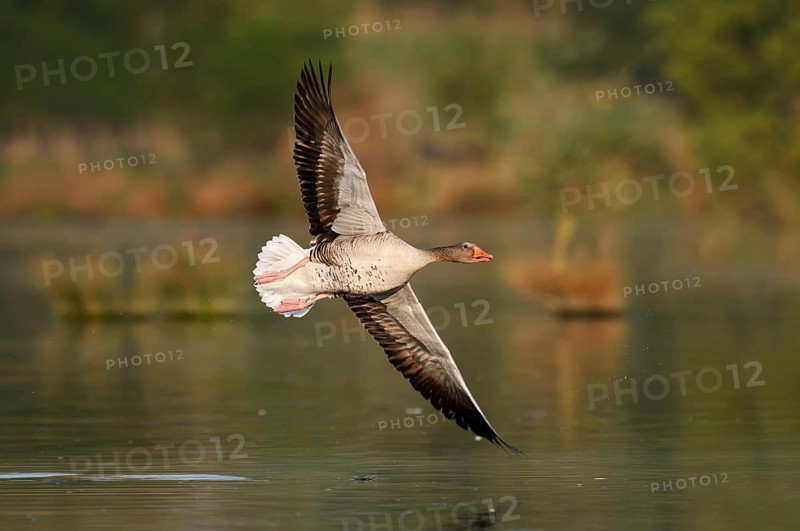 Greylag goose (Anser anser) flying over a lake, North Rhine-Westphalia, Germany