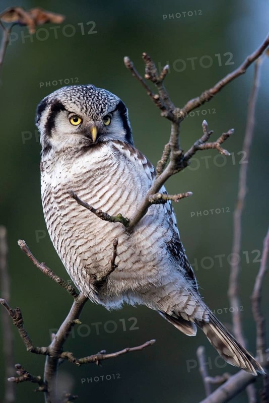 Hawk owl, sparrow owl, surnia ulula, birds, owls, high size, portrait format, northern hawk owl, owls, strigiformes, birds