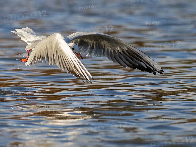 A black-headed gull swooping, Ümminger See, Bochum, Ruhrpott, North Rhine-Westphalia, Germany