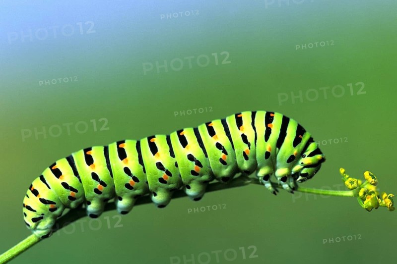 Caterpillar - Schwalbenschwanz, Germany, Federal Republic of Germany
