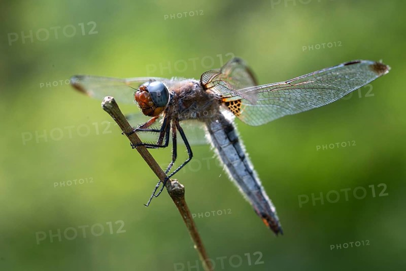 Libellula fulva, scarce chaser, spike spot, anisoptera, damselflies, dragonflies, insects, dragonflies, odonata