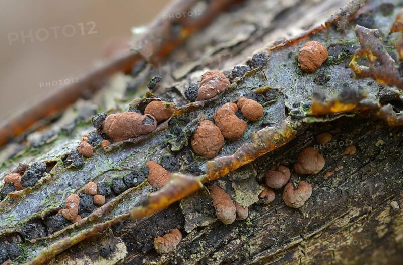Hazel woodwart, hypoxylon fuscum, carbberry, reddish brown carbberry, purple-brown carbberry, fungi, mushrooms