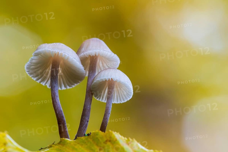 Lilac bonnet (Mycena pura), Feldberg Lake District, Mecklenburg-Western Pomerania, Germany