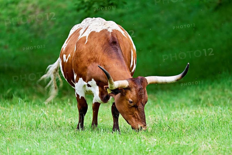 Texas longhorn cow grazing in a meadow, Meienberg, Canton of Aargau, Switzerland