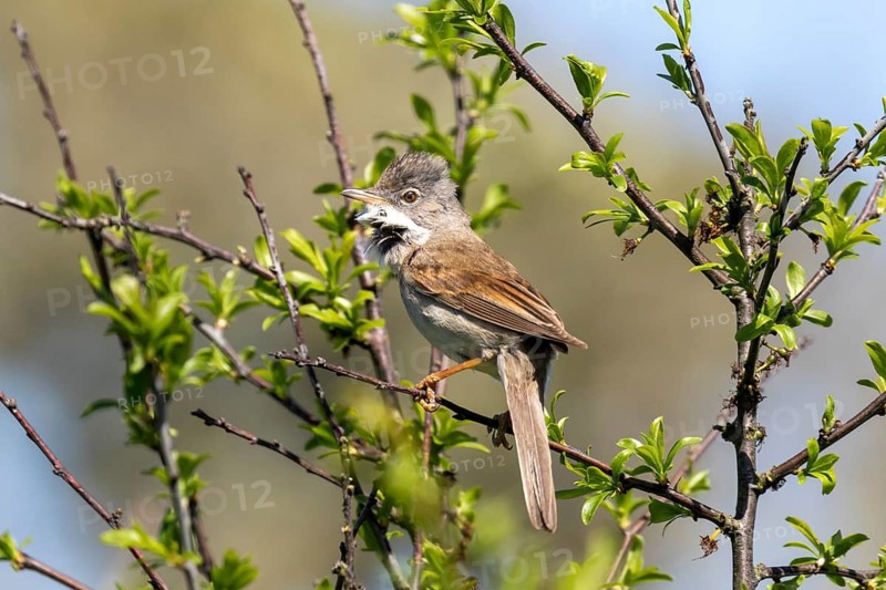 Common whitethroat (Sylvia communis) bird perched on a tree in Sussex, UK