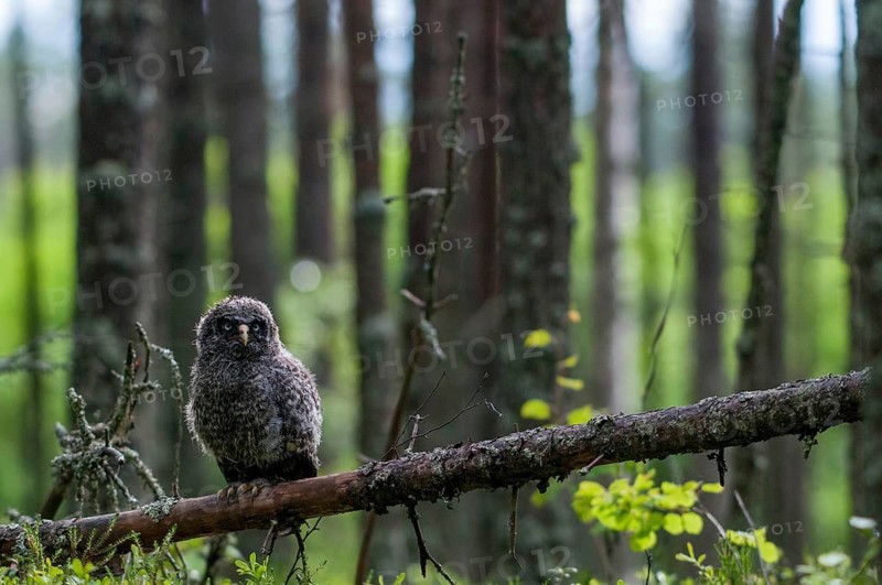 Bearded owl, Finland, Great Grey Owl, Strix nebulosa, birds, owls, adolescent, juvenile, owls, strigiformes, birds