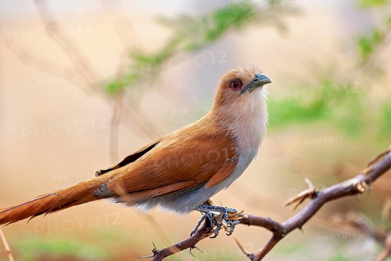 A brown bird perched on a twig in a natural setting with a peaceful atmosphere: a Petrolina cuckoo (Piaya cayana) in Petrolina, Brazil