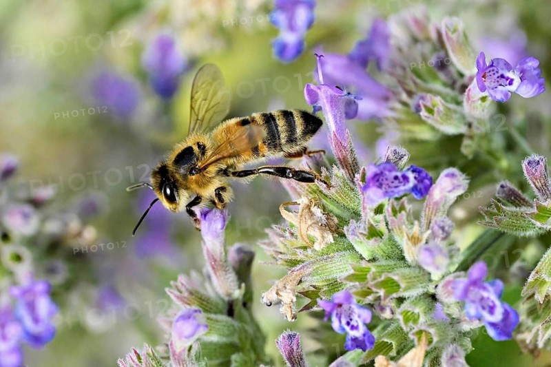 Western honey bee (Apis mellifera), feeding on nectar from a catmint (Nepeta faassenii) flower, Meienberg, Canton of Aargau, Switzerland