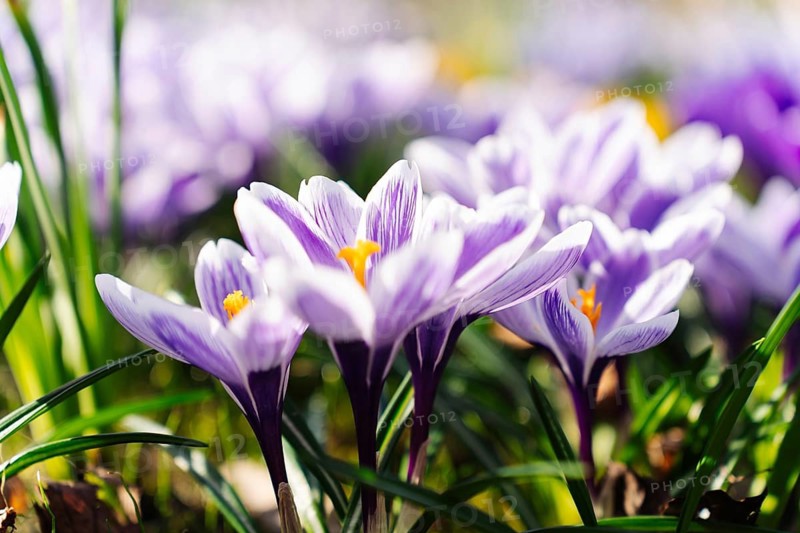 Vibrant Crocus Vernus Pickwick flowers blooming in early spring showcasing intricate veined petals, Purple crocuses in full bloom under sunlight, surrounded by green leaves, representing spring's arrival