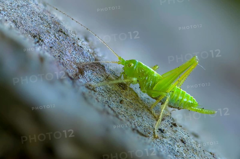 Drumming katydid, oak scare, common oak scare, meconema thalassinum, oak bush cricket, grasshoppers, insects, nymph