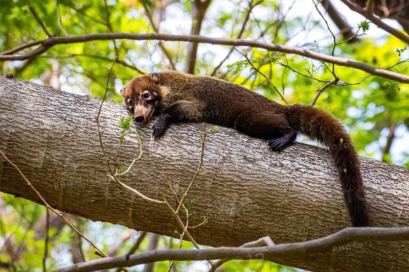 Animals, mammals, coati, resting, Central America, Costa Rica, white-nosed coati (Nasua narica), Palo Verde