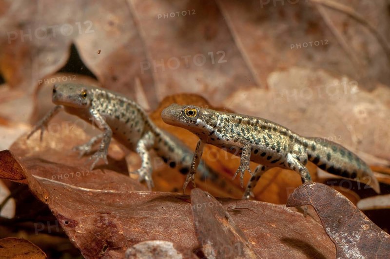 Italian newt, Italian water newt, Lissotriton italicus, Triturus italicus, amphibians, amphibians, caudata, amphibians, male, newt, tailed amphibians, water newts
